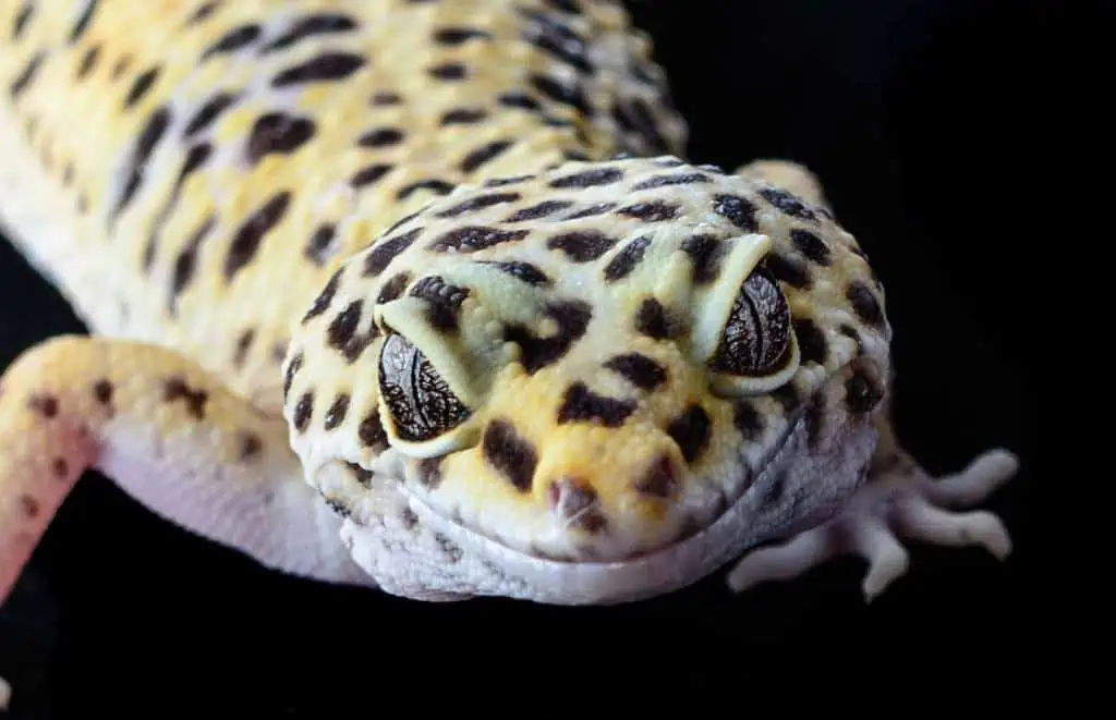 Leopard Gecko needs calcium