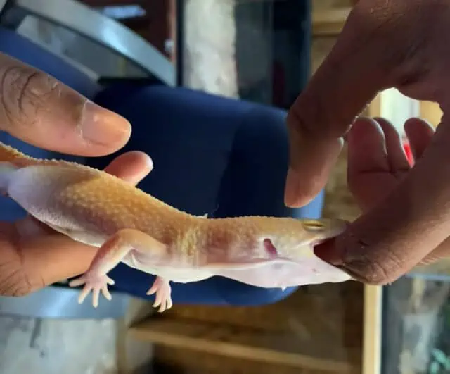 Leopard Gecko Biting