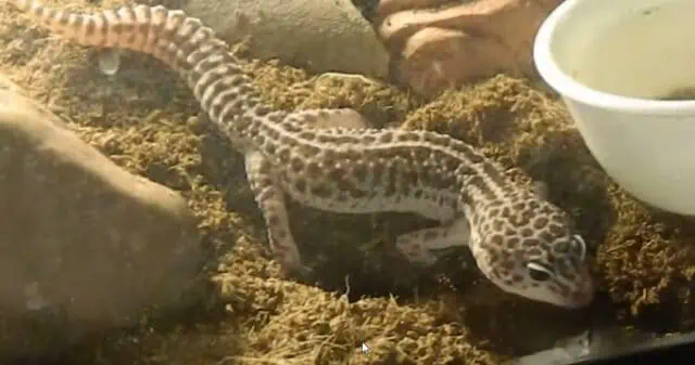 Leopard Gecko Digging