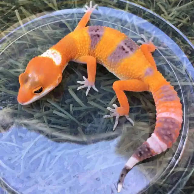 Leopard Gecko Morph with Carrot Tail