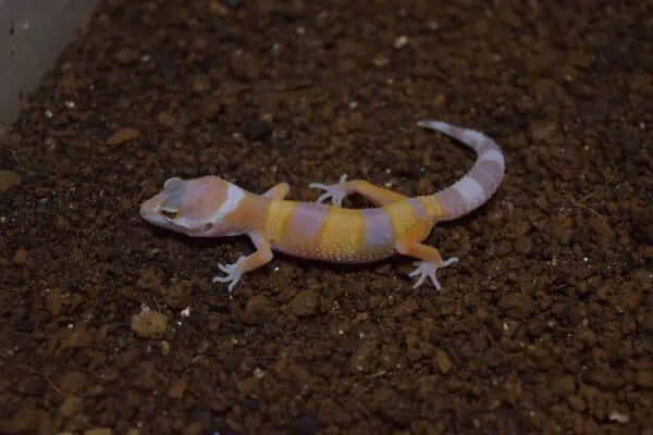 Leopard Gecko Respiratory Infection