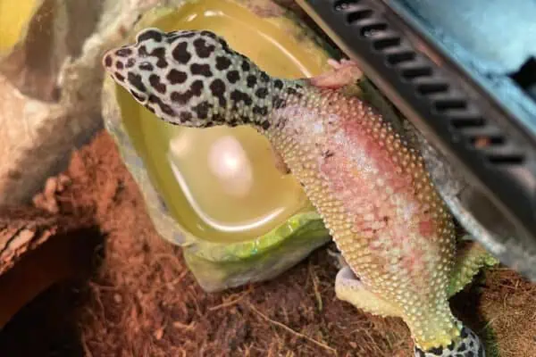 Leopard Gecko Thermal Burn