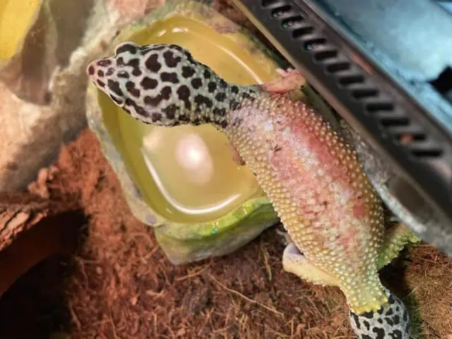 Leopard Gecko Thermal Burn