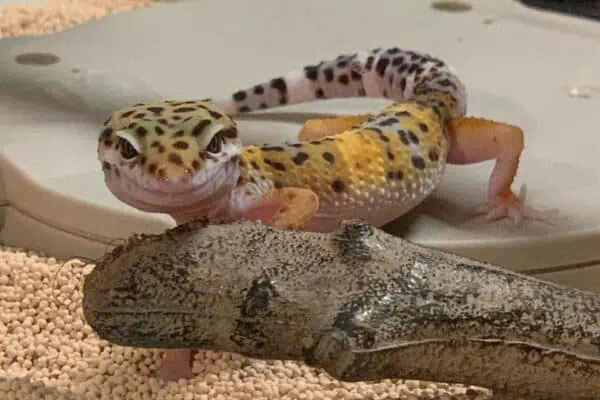 Leopard Gecko abscess