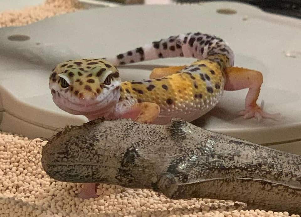 Leopard Gecko abscess