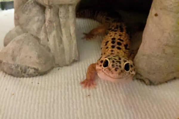 Leopard Gecko bedding paper towel