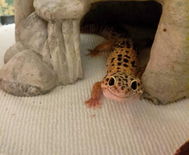 Leopard Gecko Bedding Decoding the Best Substrates for Your Reptile