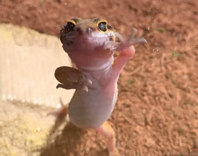 Leopard Gecko glass surfing