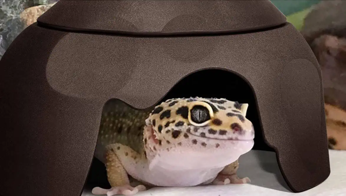 do leopard geckos like to be sprayed with water