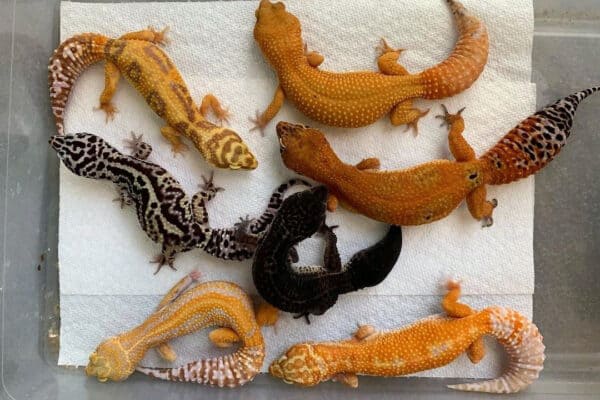 how many leopard geckos can live together?