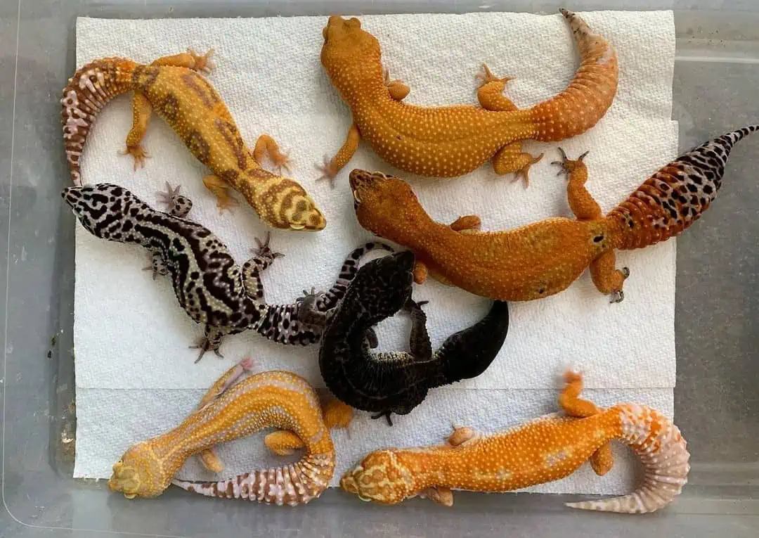 how many leopard geckos can live together?