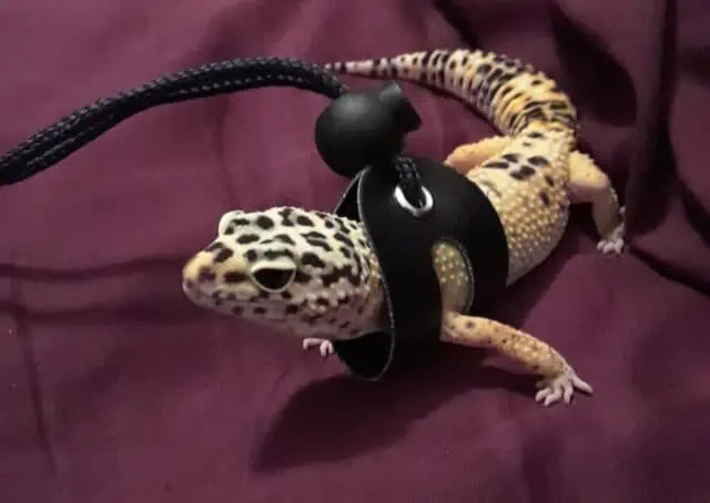 Leopard Gecko on a leash