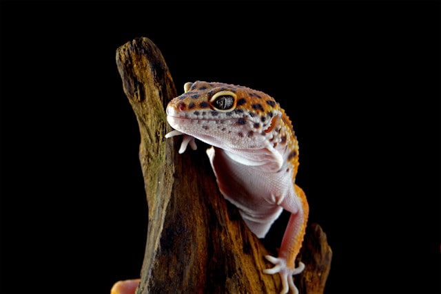 Leopard Gecko on branch