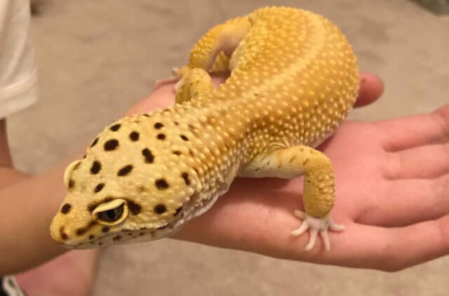 Leopard Gecko on hand - massive lizard