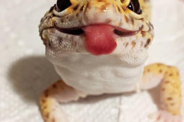 Leopard Gecko Licking