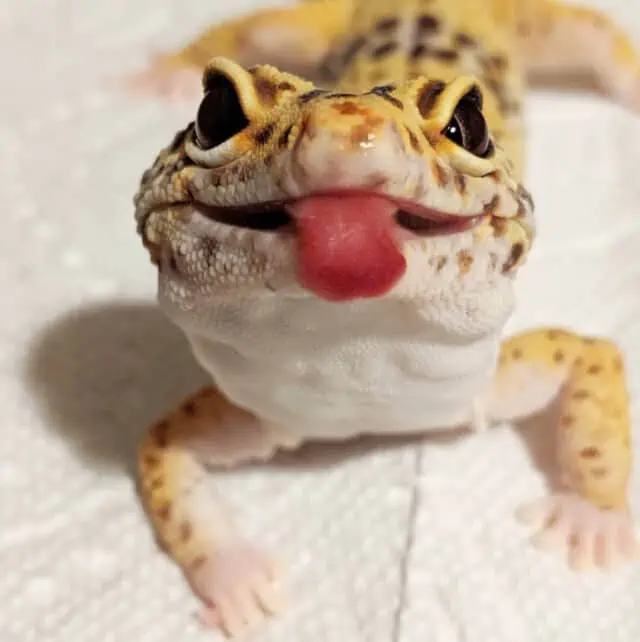 Leopard Gecko Licking