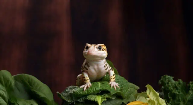 Leopard Gecko sitting on spinach leaves
