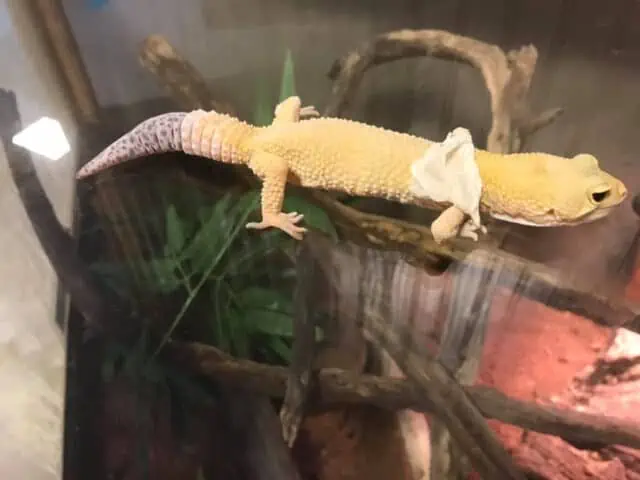 Leopard Gecko skin shedding