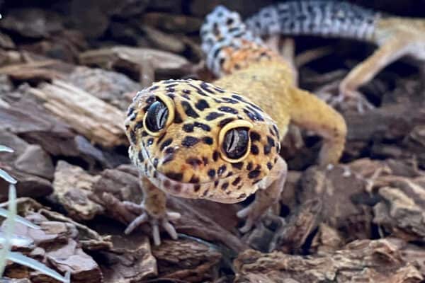 Leopard Gecko smiling face