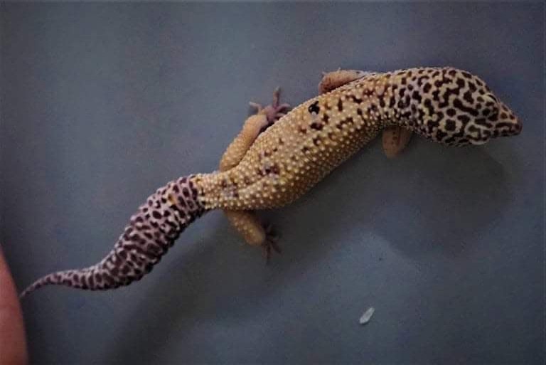 Leopard Gecko tail wagging