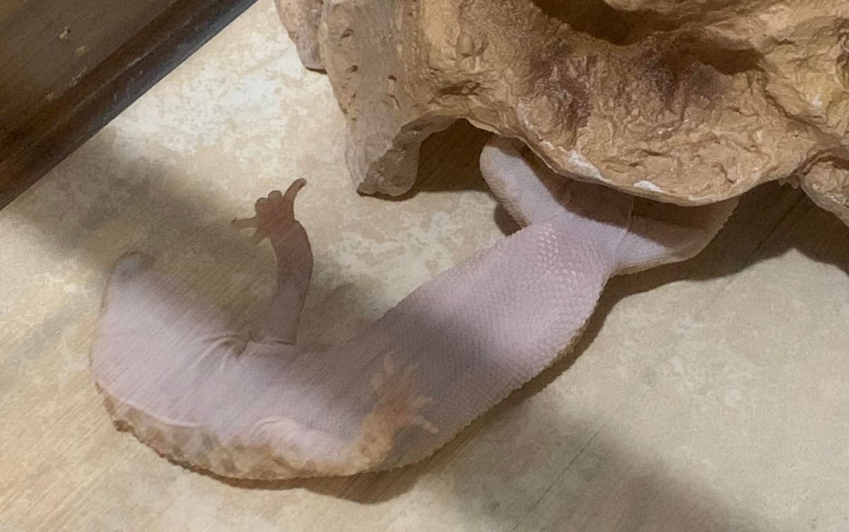 What Does It Mean If A Leopard Gecko Is Upside Down? Enigma Syndrome