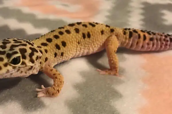 Leopard Gecko with MBD deformed legs