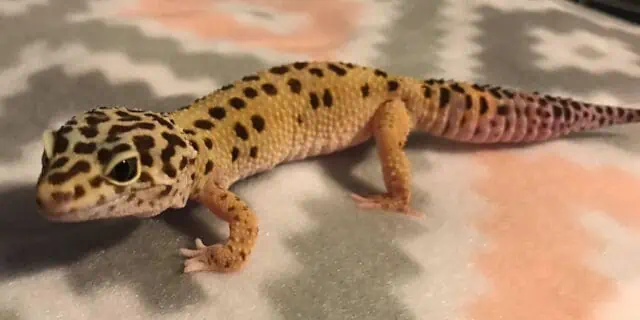 Leopard Gecko with MBD deformed legs