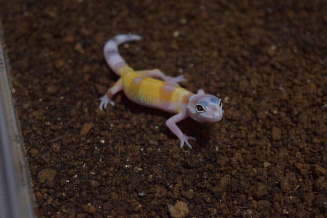 Leopard Gecko with ovarian cyst