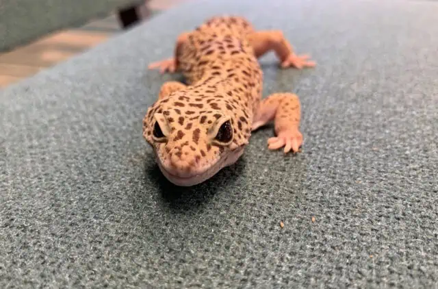 Lizard Leopard Gecko alone