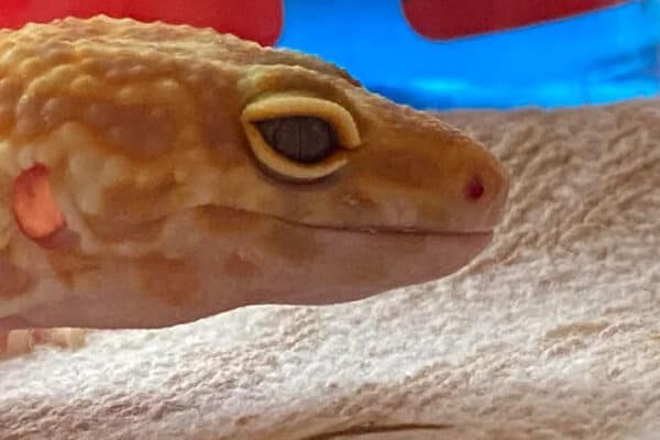 Mouth Rot in Leopard Gecko