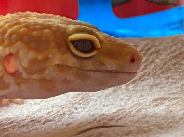 Mouth Rot in Leopard Gecko