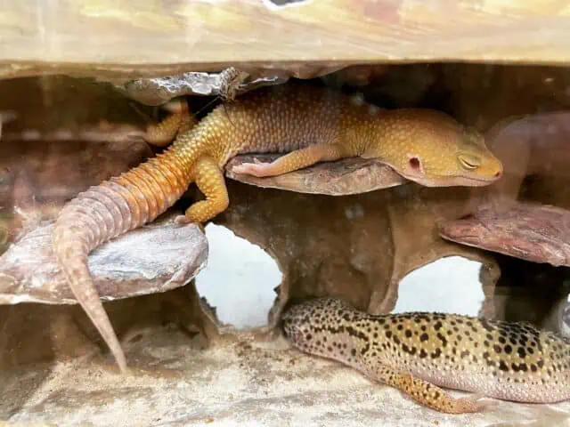 Sleeping Leopard Geckos