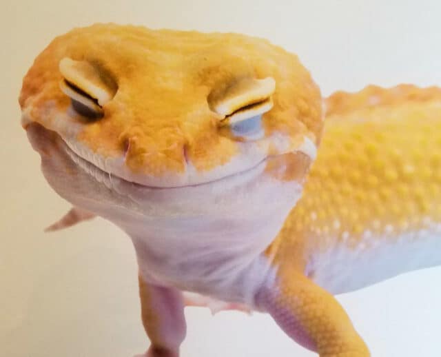 Smile Leopard Gecko