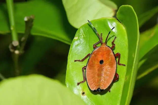 Stink Bug