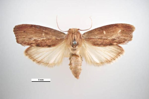 Wax Moth