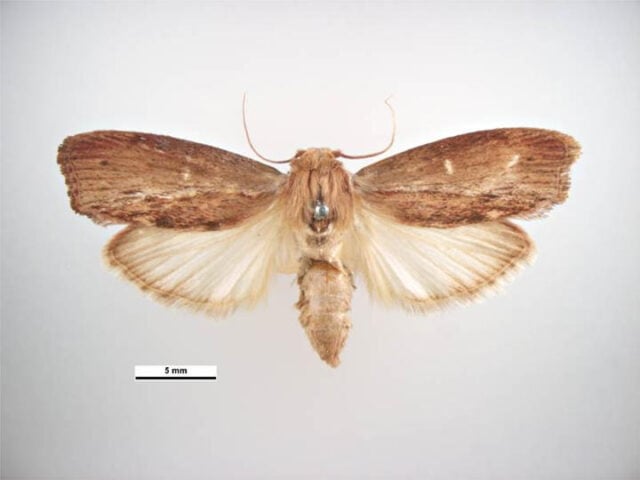 Wax Moth