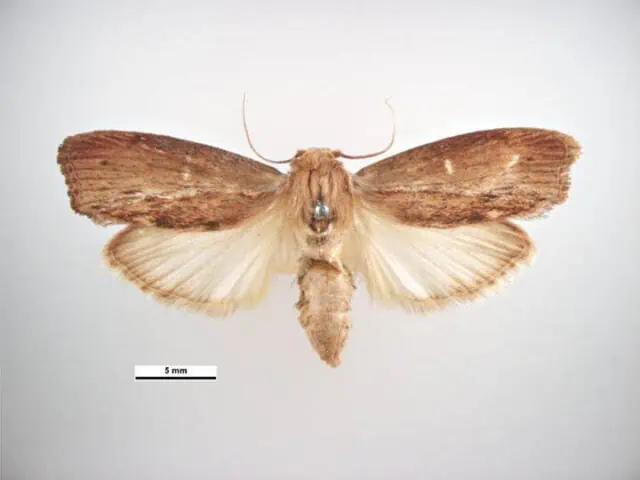 Wax Moth