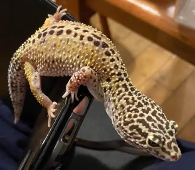 Why Do Leopard Geckos Chirp