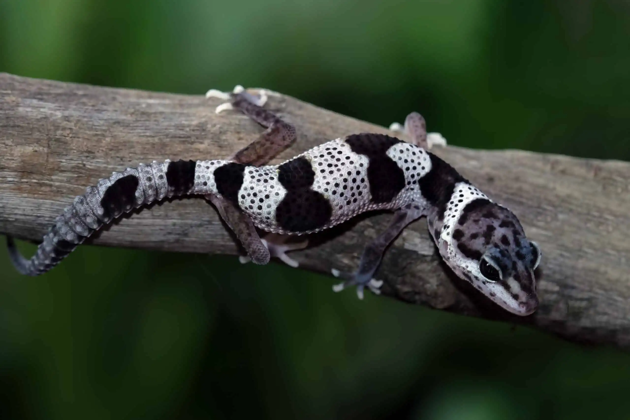 Why Do Leopard Geckos Click
