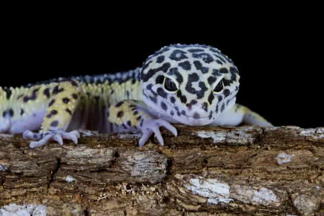 Why Do Leopard Geckos Make Noises
