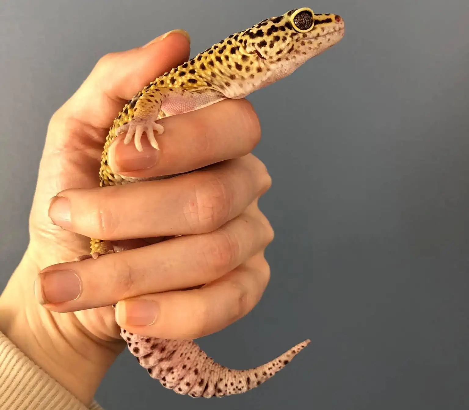 Why Do Leopard Geckos Squeak