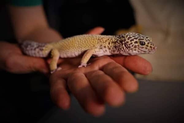 Why do Leopard Geckos Bark