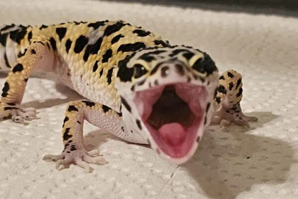 Why do Leopard Geckos Scream
