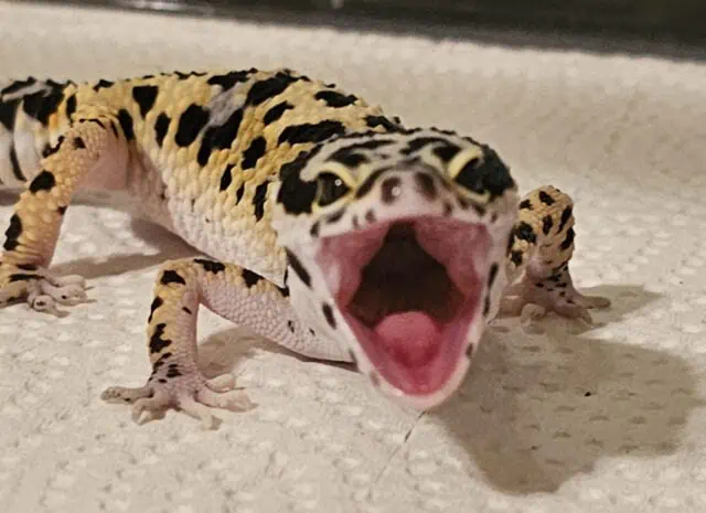 Why do Leopard Geckos Scream