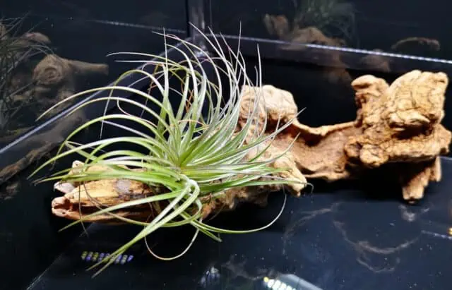 Air Plants Leopard Gecko Tank