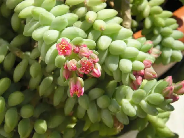 Burros Tail