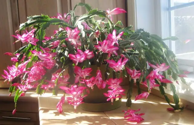 Christmas Cactus