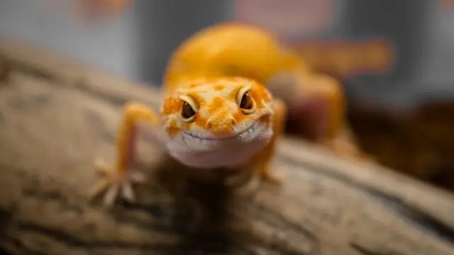 Colorful leopard gecko