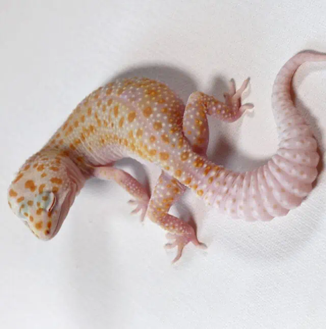 Dreamsicle Leopard Gecko