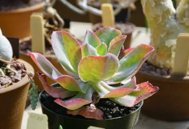 Echeveria